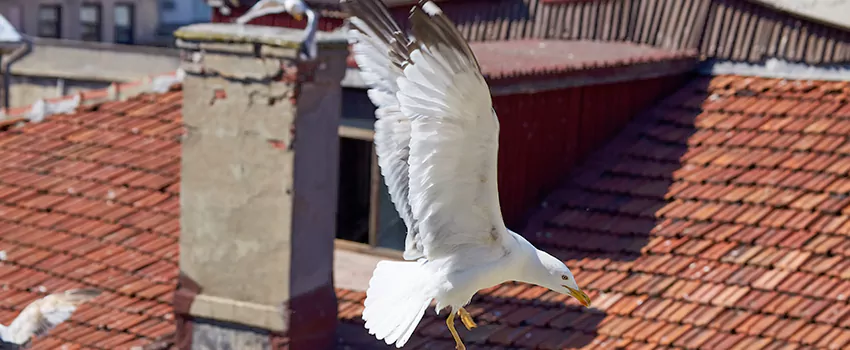 Residential Chimney Animal Removal Solution in Fortuna Foothills, AZ