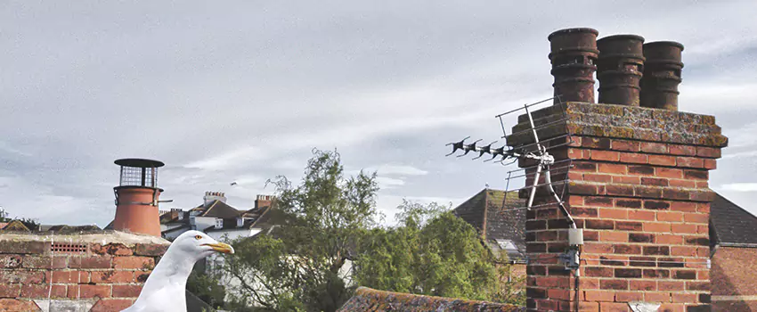 Chimney Cleaning And Restoration in Fortuna Foothills, Arizona